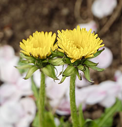 shinjuku minamiguchi clinic
